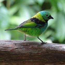 Close-up of bird perching on wood