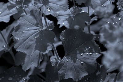 Close-up of raindrops on leaves