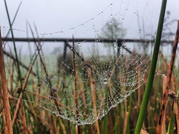 Close-up of raindrops on plant