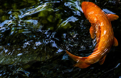 High angle view of koi carps swimming in lake