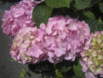 Close-up of hydrangea blooming outdoors