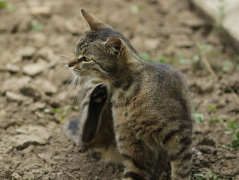 Side view of a cat looking away