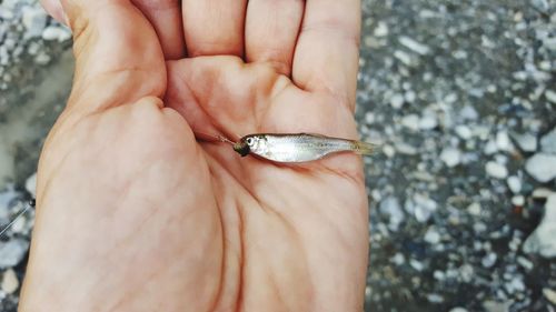 Close-up of hand holding a small fish