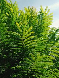 Close-up of fern leaves