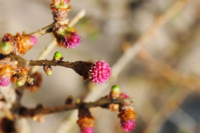 Close-up of pink flowers