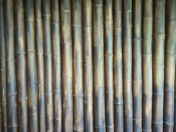 Full frame shot of bamboo