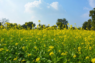 Scenic view of oilseed rape field against sky