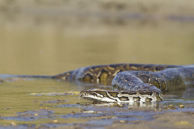 Close-up of turtle swimming in lake