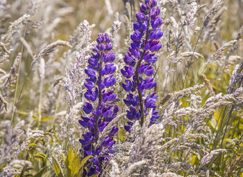 Close-up of purple flowering plants on field