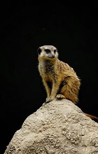 Meerkat perching on rock