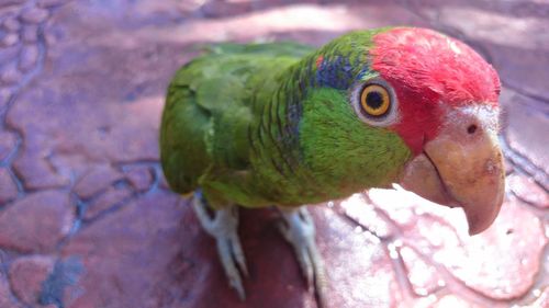 Close-up of parrot