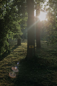 Trees on field in forest