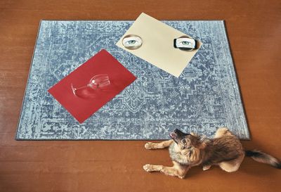 High angle view of a cat on floor