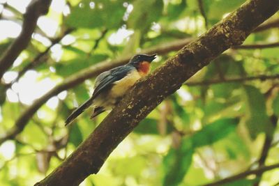 Low angle view of bird perching on tree