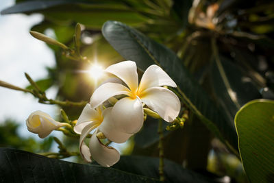 Close-up of white flowering plant