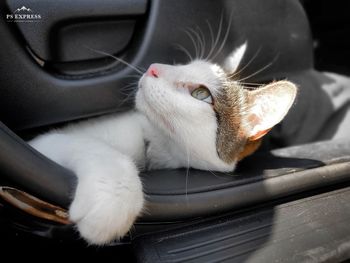 Close-up of a cat sleeping