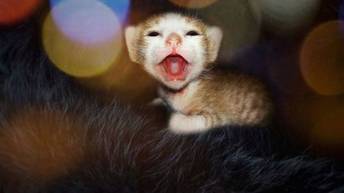 Close-up of a monkey yawning