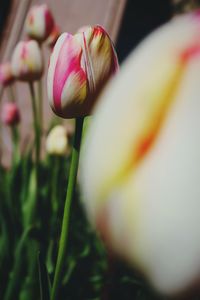 Close-up of pink flower