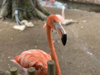 Close-up of birds in zoo