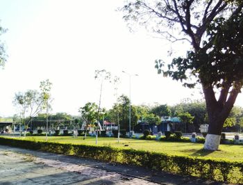 Trees in park against clear sky