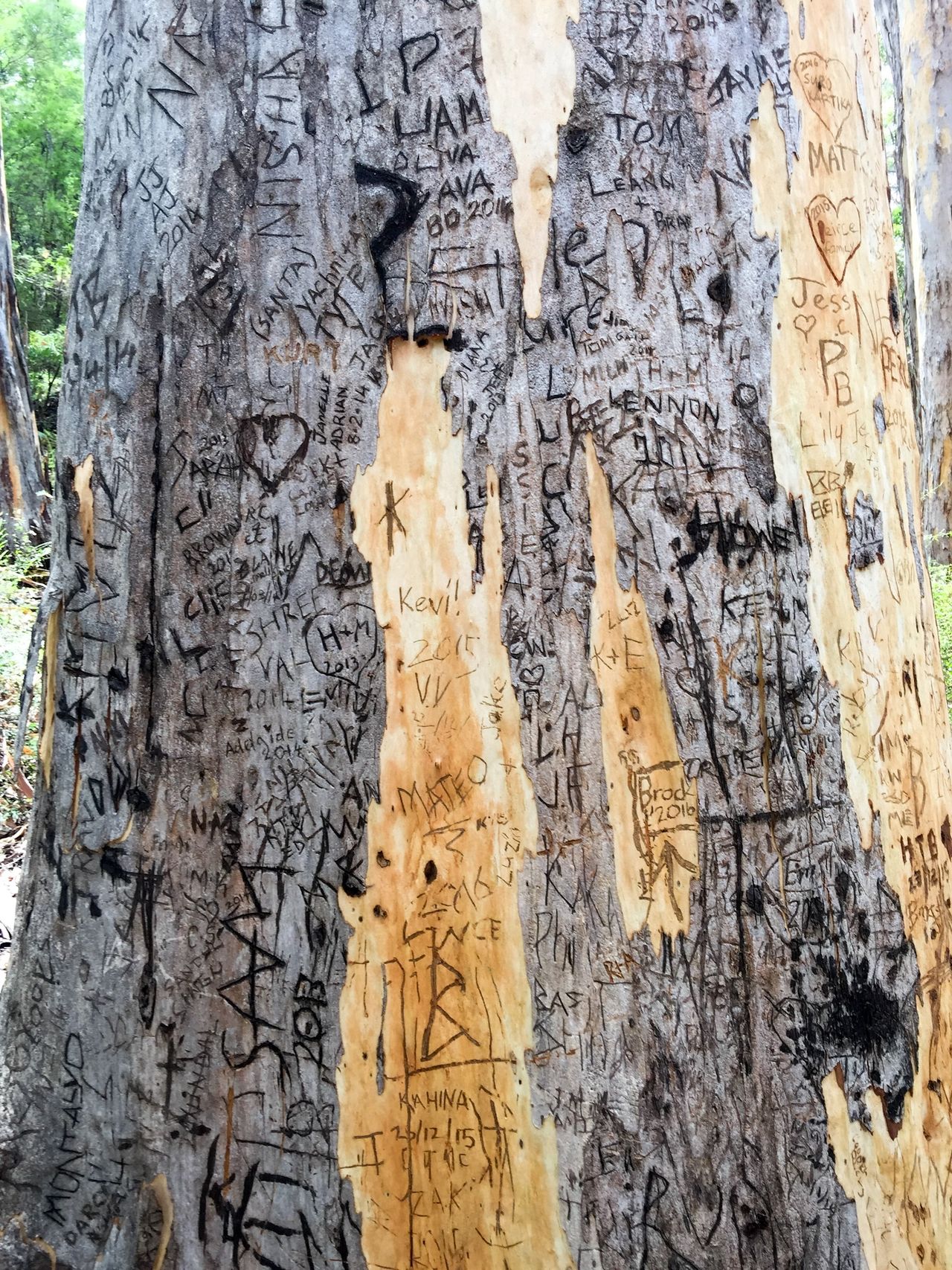 Carving bark