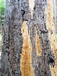 View of tree trunk