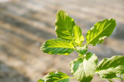 Close-up of green leaves