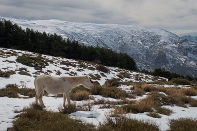 Horse standing on snow field against sky