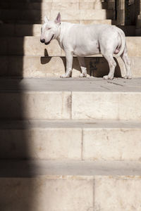 Low angle view of dog on staircase