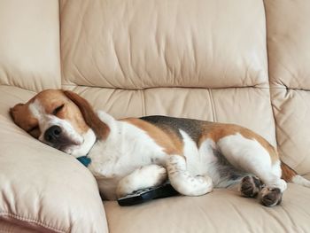 Dog sleeping on sofa