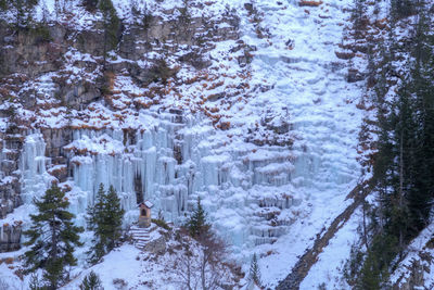 Snow covered trees in winter