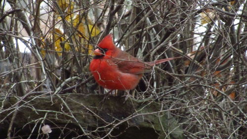 Close-up of bird perching on branch