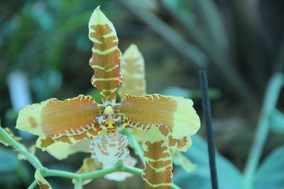 Close-up of flowering plant