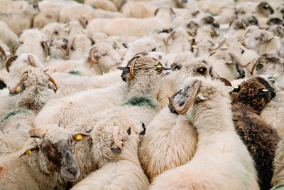 Flock of sheep