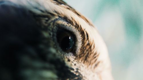 Close-up of eye
