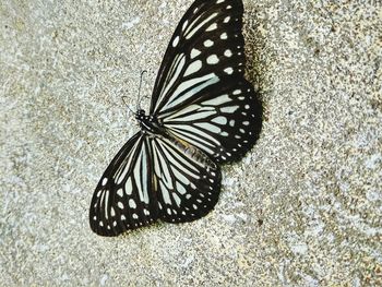 Close-up of butterfly on sand