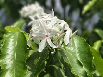 Close-up of white flowers blooming outdoors