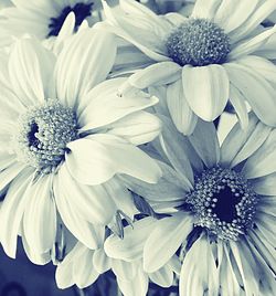 Close-up of white flowers blooming outdoors