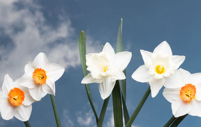 Close-up of white flowering plants against sky