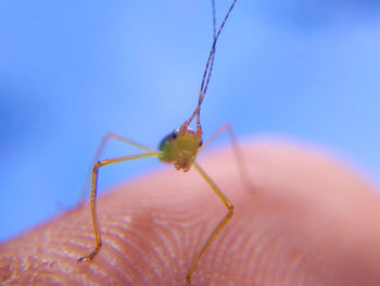 Close-up of hand feeding on finger