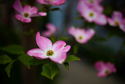 Close-up of pink flowering plant