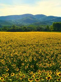 Scenic view of yellow flowers on field against sky