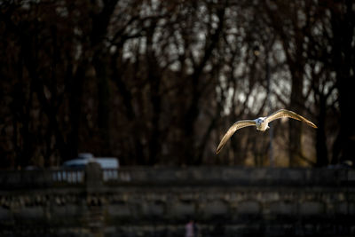 Bird flying against trees