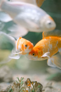 Close-up of fish swimming in sea