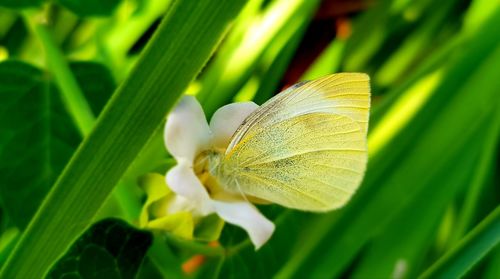 Close-up of a flower