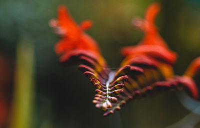 Close-up of orange rose flower