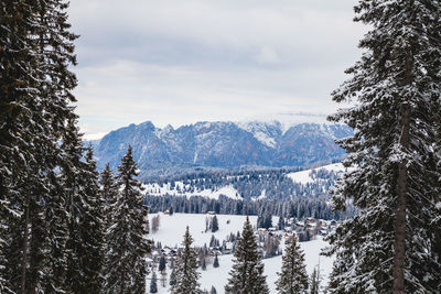 Pine trees on snowcapped mountains against sky