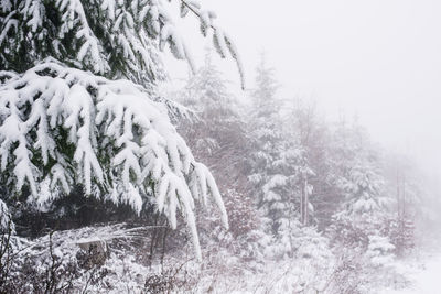 Close-up of snow covered trees in forest