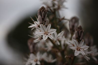 Close-up of white flowering plant