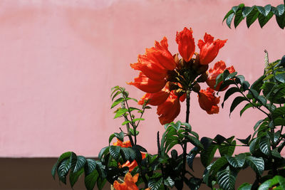 Close-up of orange flowering plant against wall